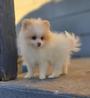 Arlo, a male Pomeranian for sale in Enid, OK – Photo 4 of 8