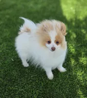 Arlo, a male Pomeranian for sale in Enid, OK – 3 of 9