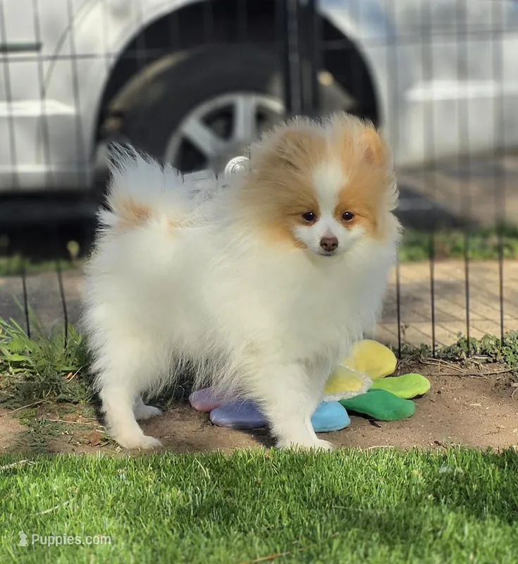 Arlo – Pomeranian puppy for sale in Enid, OK