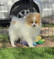 Arlo, a male Pomeranian for sale in Enid, OK – 1 of 9