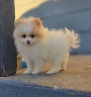 Arlo, a male Pomeranian for sale in Enid, OK – Photo 5 of 8