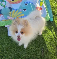 Arlo, a male Pomeranian for sale in Enid, OK – 9 of 9
