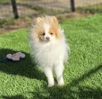 Arlo, a male Pomeranian for sale in Enid, OK – 8 of 9