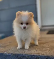 Arlo, a male Pomeranian for sale in Enid, OK – Photo 7 of 8