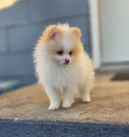 Arlo, a male Pomeranian for sale in Enid, OK – Photo 6 of 8