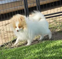 Arlo, a male Pomeranian for sale in Enid, OK – 6 of 9