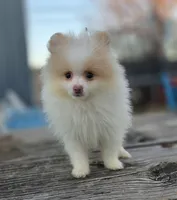 Arlo, a male Pomeranian for sale in Enid, OK – Photo 2 of 8