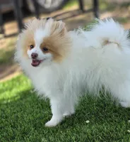 Arlo, a male Pomeranian for sale in Enid, OK – 5 of 9