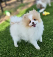 Arlo, a male Pomeranian for sale in Enid, OK – 4 of 9