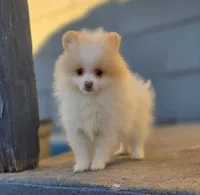 Arlo, a male Pomeranian for sale in Enid, OK – Photo 8 of 8