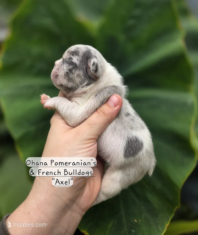 Axel – French Bulldog puppy for sale in Enid, OK