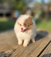 Bohdi , a male Pomeranian for sale in Enid, OK – 2 of 7