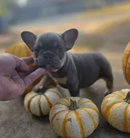 Ayla, a female French Bulldog for sale in Enid, OK – 2 of 10