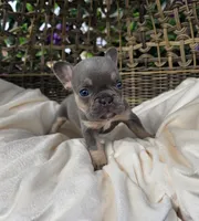 Ayla, a female French Bulldog for sale in Enid, OK – 9 of 10