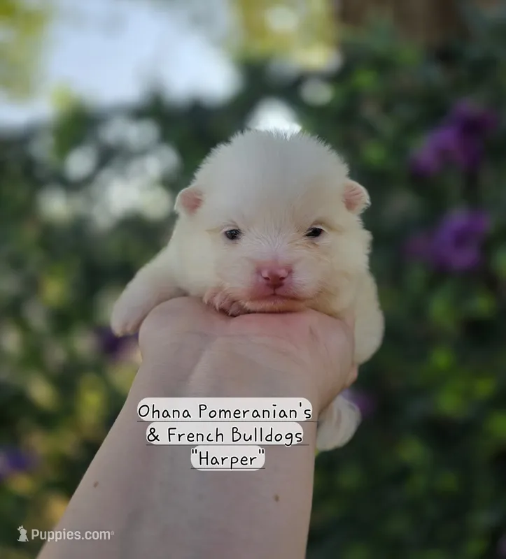 Harper – Pomeranian puppy for sale in Enid, OK