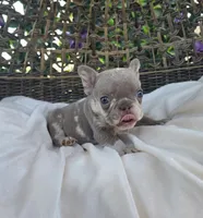 Nova, a female French Bulldog for sale in Enid, OK – 8 of 8