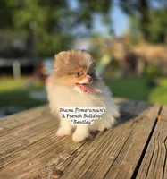 Bentley , a male Pomeranian for sale in Enid, OK – 3 of 7