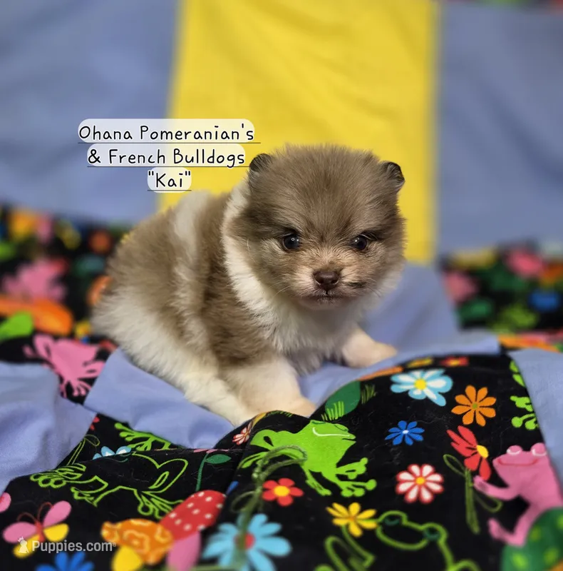 Kai – Pomeranian puppy for sale in Enid, OK