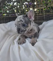 Bam Bam , a male French Bulldog for sale in Enid, OK – 2 of 8