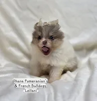 Leilani, a female Pomeranian for sale in Enid, OK – 7 of 9