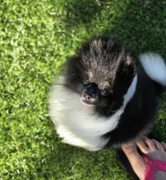 Kona, a male Pomeranian for sale in Enid, OK – 2 of 8