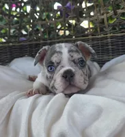 Axel, a male French Bulldog for sale in Enid, OK – 7 of 10