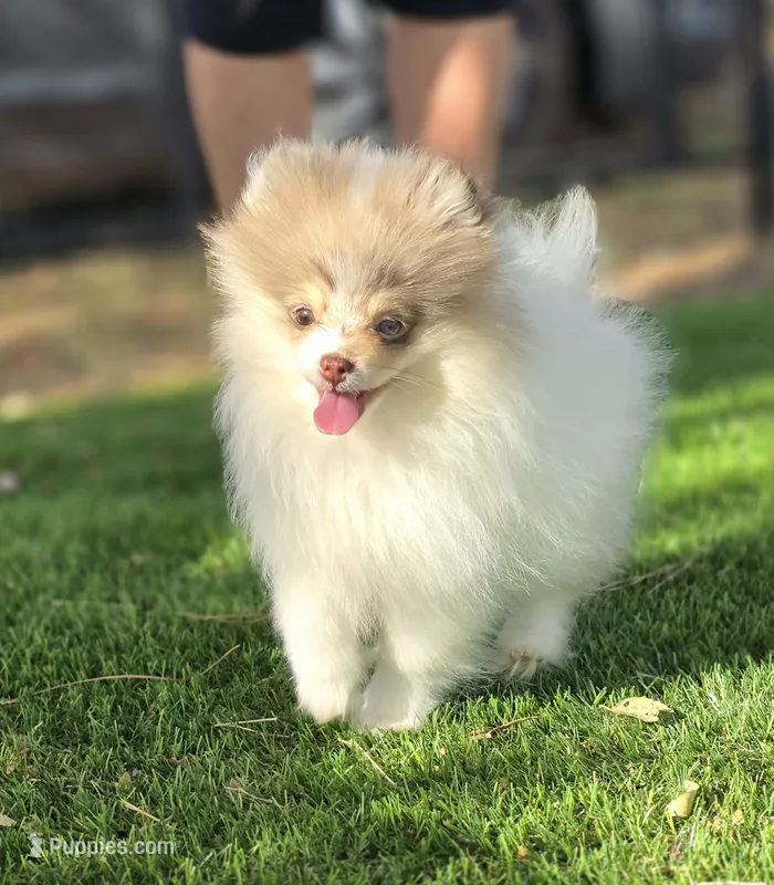 Leilani – Pomeranian puppy for sale in Enid, OK
