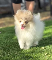Leilani, a female Pomeranian for sale in Enid, OK – 1 of 8