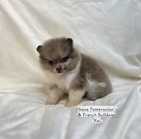 Kai, a male Pomeranian for sale in Enid, OK – 8 of 8