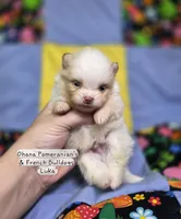 Luka, a male Pomeranian for sale in Enid, OK – 4 of 4