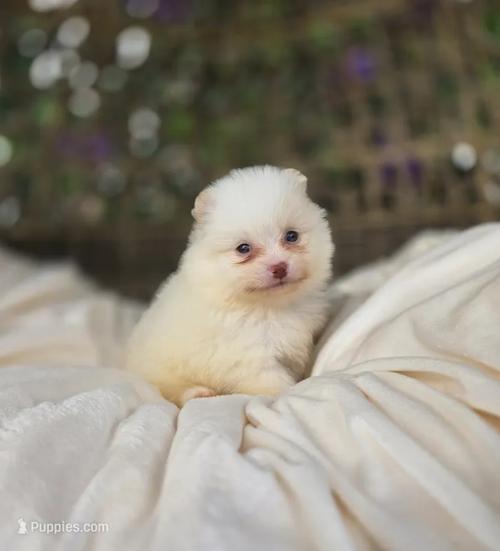 Harper – Pomeranian puppy on hold in Enid, OK