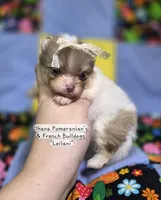 Leilani, a female Pomeranian for sale in Enid, OK – 9 of 9