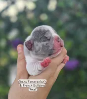 Axel, a male French Bulldog for sale in Enid, OK – 2 of 3