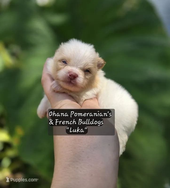 Luka – Pomeranian puppy for sale in Enid, OK