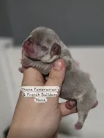 Nova, a female French Bulldog for sale in Enid, OK – 3 of 6