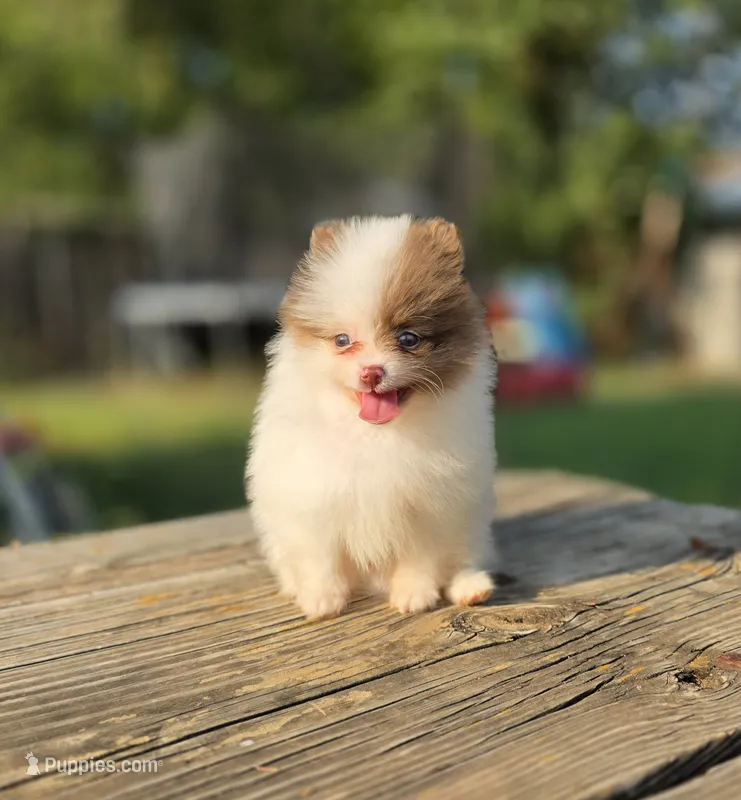 Bohdi  – Pomeranian puppy for sale in Enid, OK