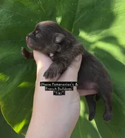 Tiki, a female Pomeranian for sale in Enid, OK – 1 of 5