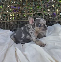 Bam Bam , a male French Bulldog for sale in Enid, OK – 4 of 8