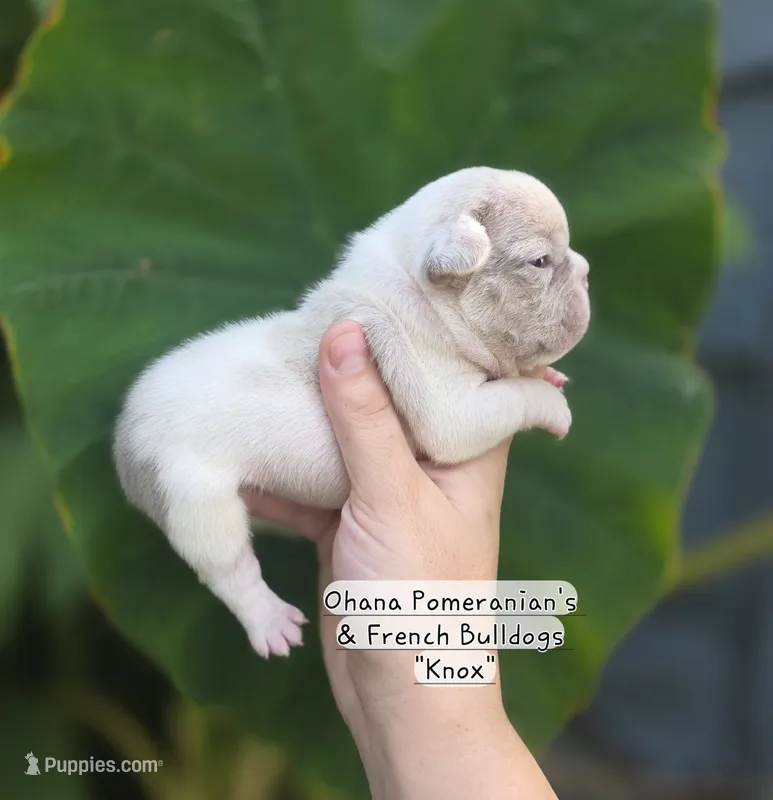Knox – French Bulldog puppy for sale in Enid, OK