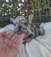 Bam Bam , a male French Bulldog for sale in Enid, OK – 5 of 8