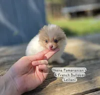 Leilani, a female Pomeranian for sale in Enid, OK – 3 of 9