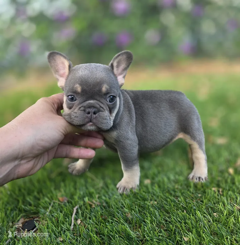 Ayla – French Bulldog puppy for sale in Enid, OK