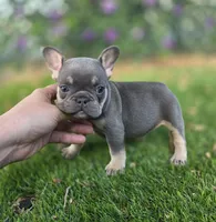 Ayla, a female French Bulldog for sale in Enid, OK – 1 of 10