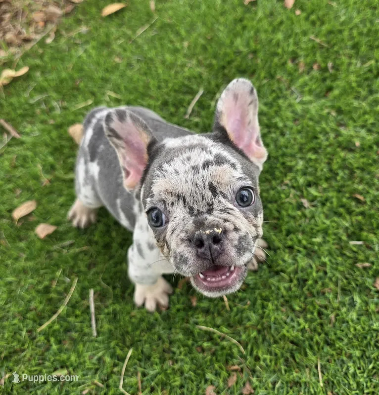 Bam Bam  – French Bulldog puppy for sale in Enid, OK