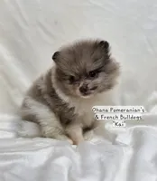 Kai, a male Pomeranian for sale in Enid, OK – 7 of 8