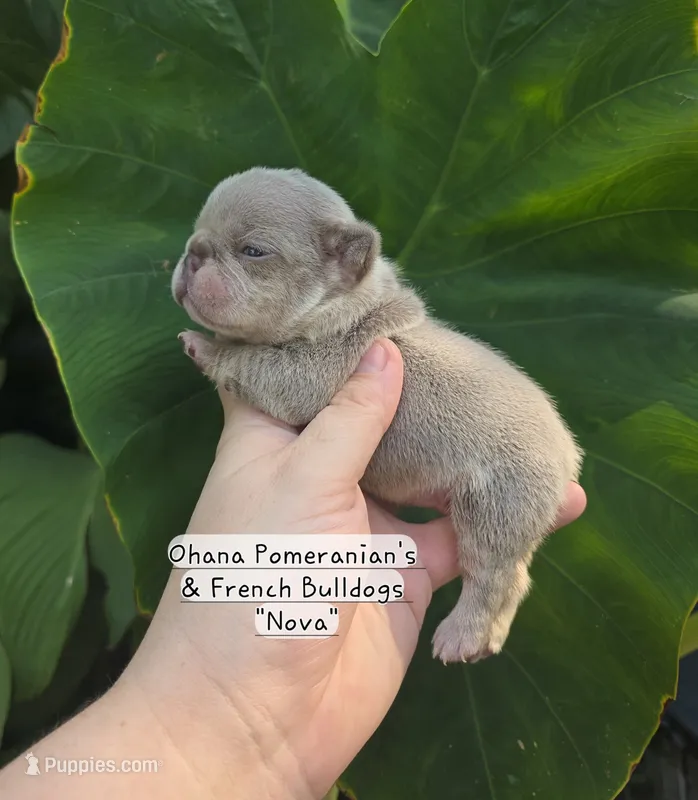 Nova – French Bulldog puppy for sale in Enid, OK