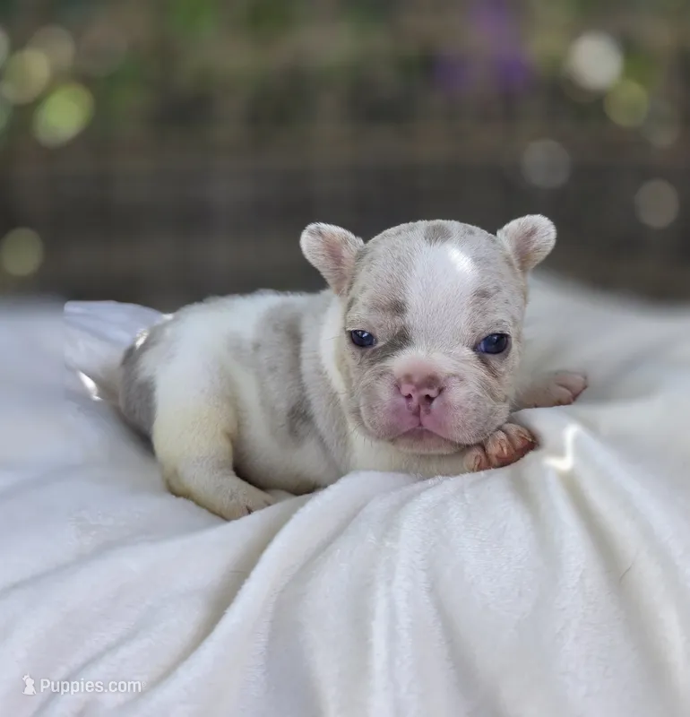 Knox – French Bulldog puppy for sale in Enid, OK