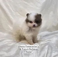 Bohdi , a male Pomeranian for sale in Enid, OK – 6 of 7