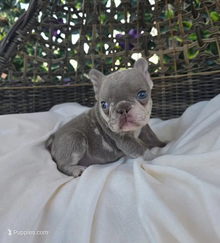Nova – French Bulldog puppy for sale in Enid, OK