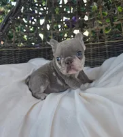 Nova, a female French Bulldog for sale in Enid, OK – 1 of 8